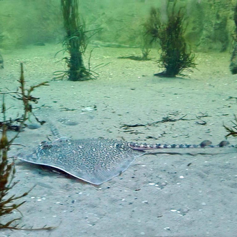 Thornback Ray
