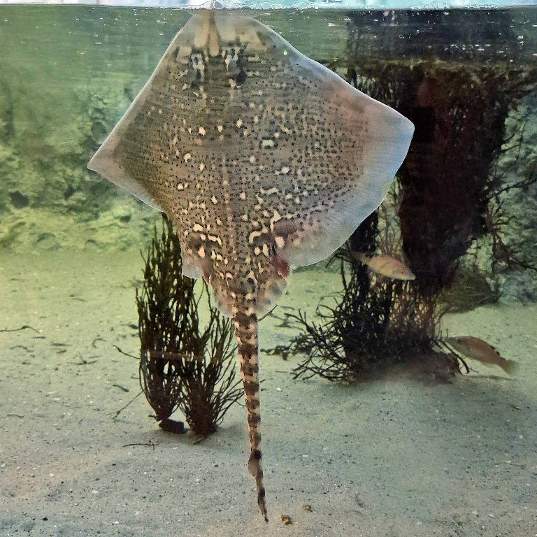 Thornback Ray