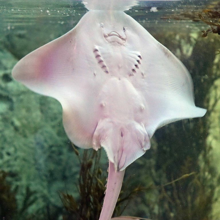 Thornback Ray
