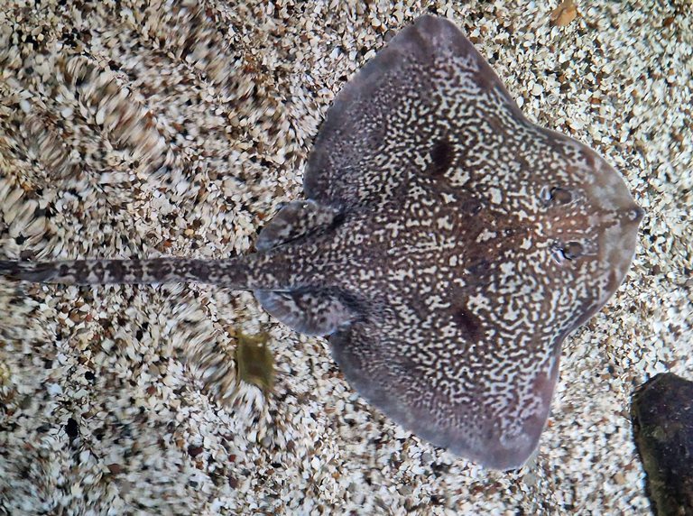 Thornback Ray