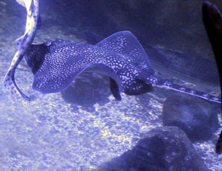 Black Thornback Ray