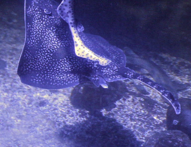 Black Thornback Ray