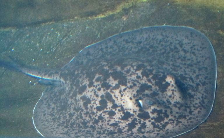Black-spotted Stingray