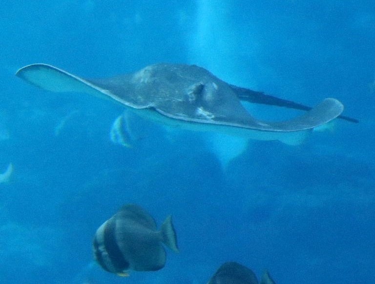 Broad Stingray