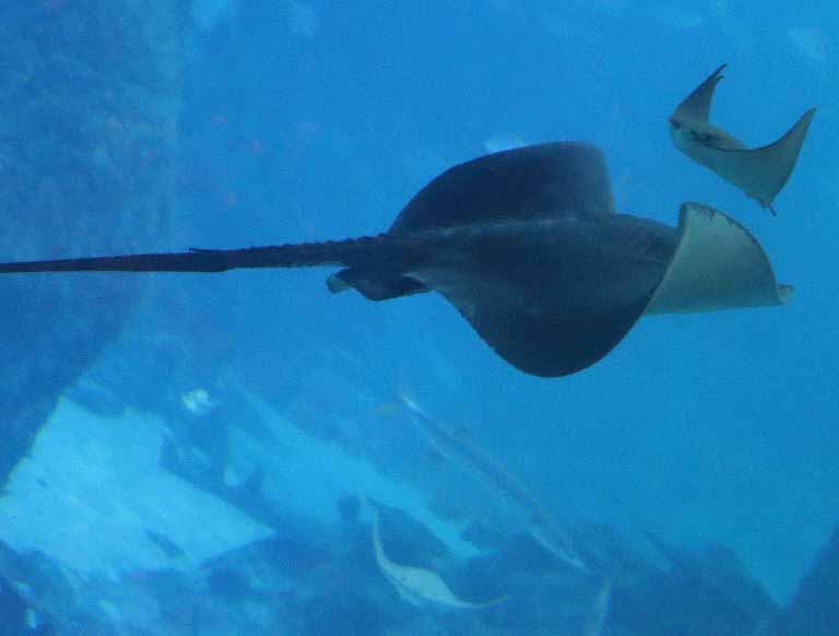 Broad Stingray
