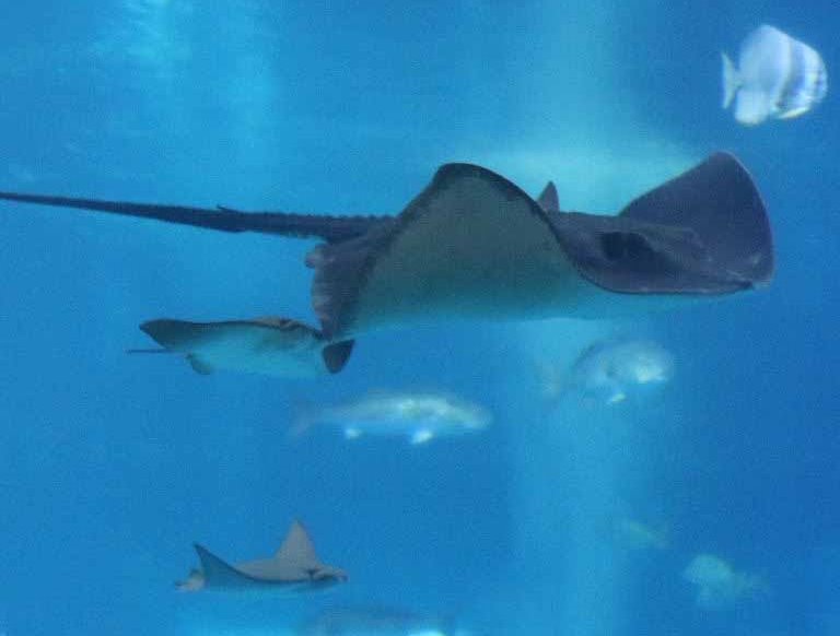 Broad Stingray