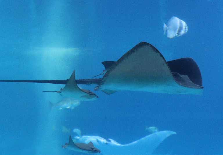 Broad Stingray