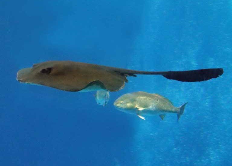 Cowtail Stingray