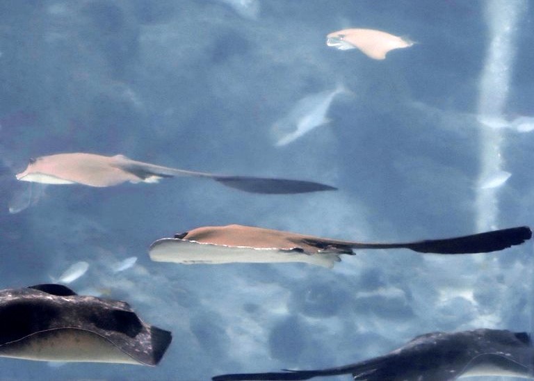 Cowtail Stingray