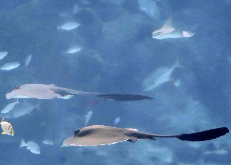 Cowtail Stingray