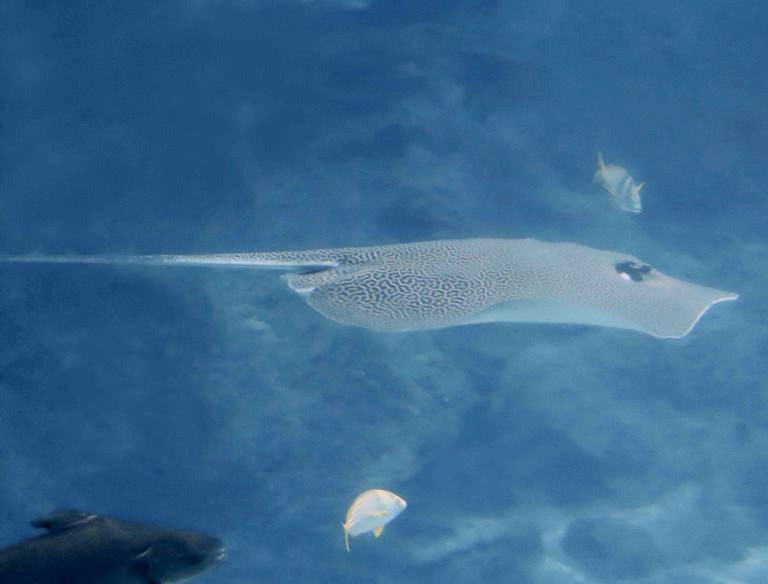 Leopard Whipray