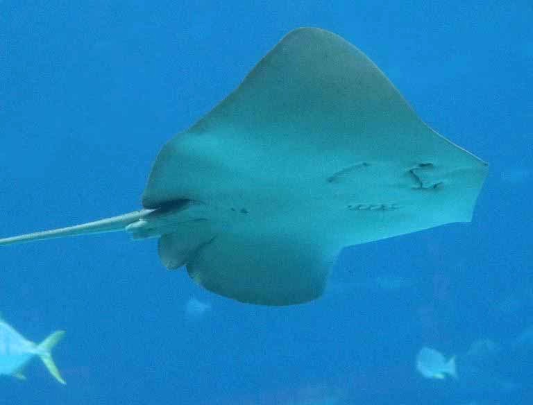 Leopard Whipray