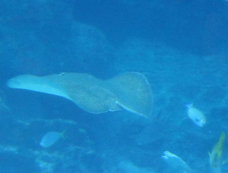 Leopard Whipray