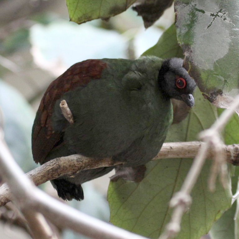Partridge in pear tree