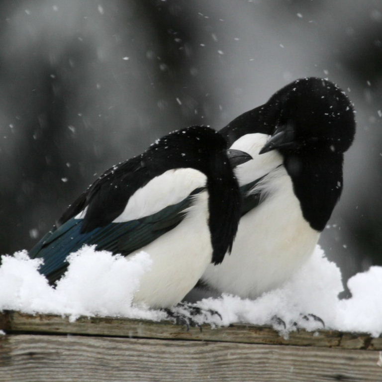 Penguins