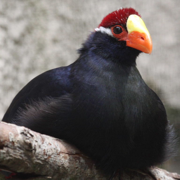 Violet Turaco with birdflu mask