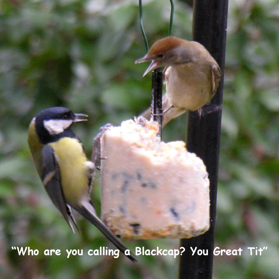 Blackcaps