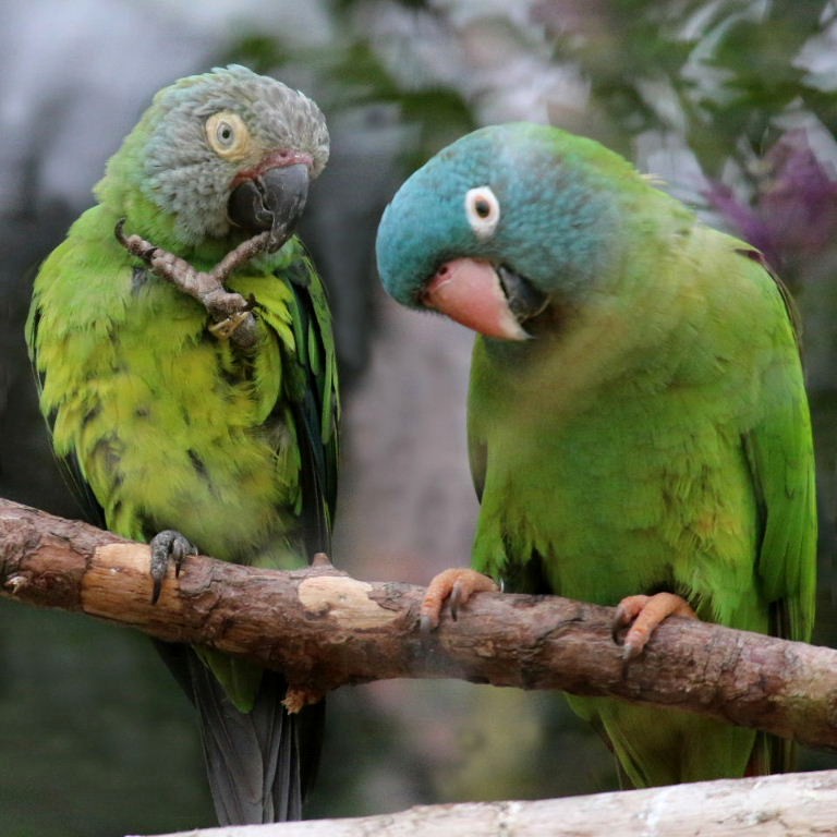 Parrot humour