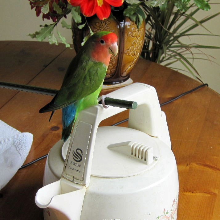 Polly put kettle on