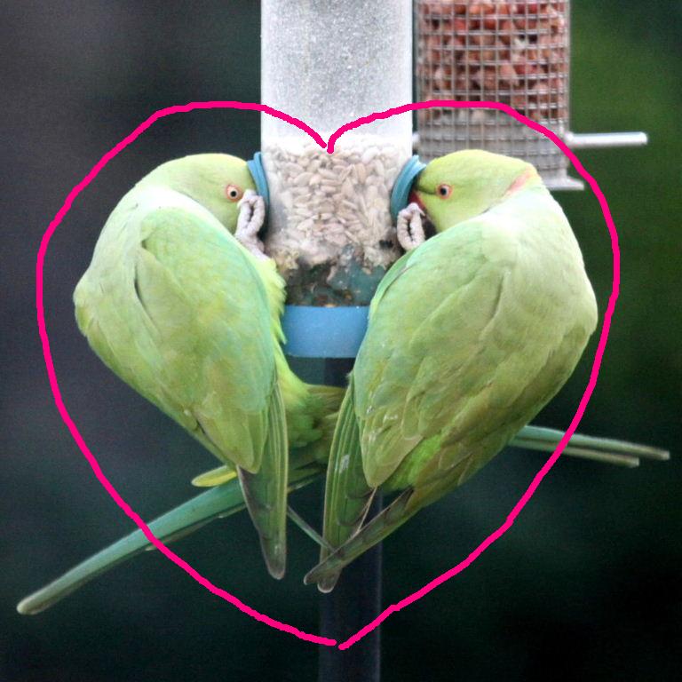 Valentine