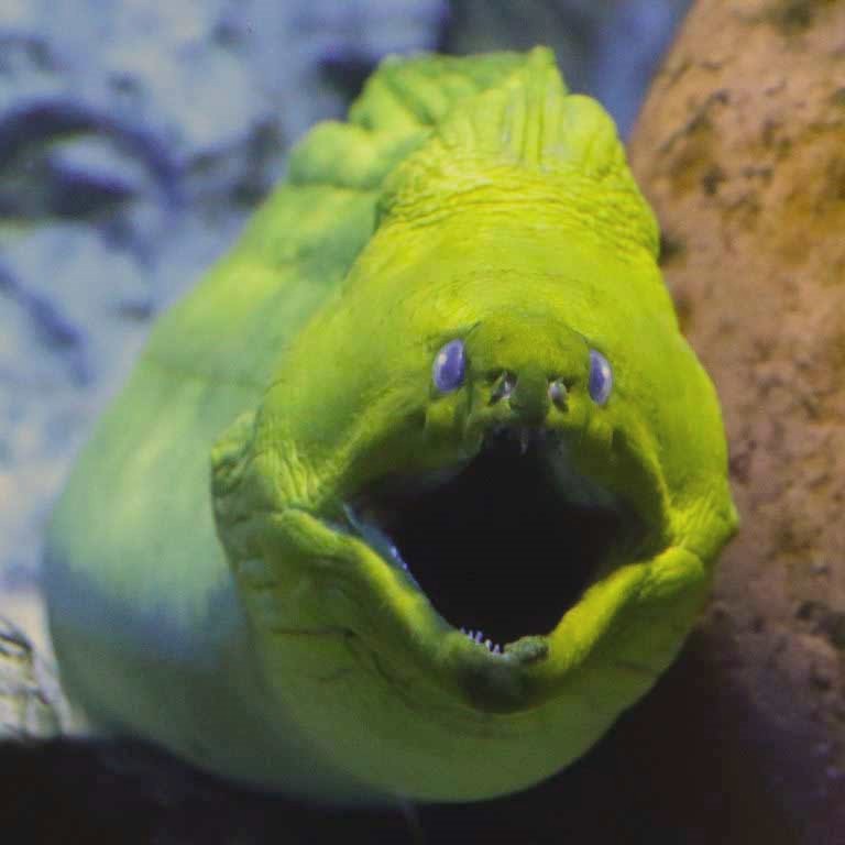 A moray