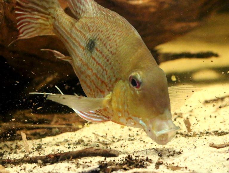 Fish smoking joint