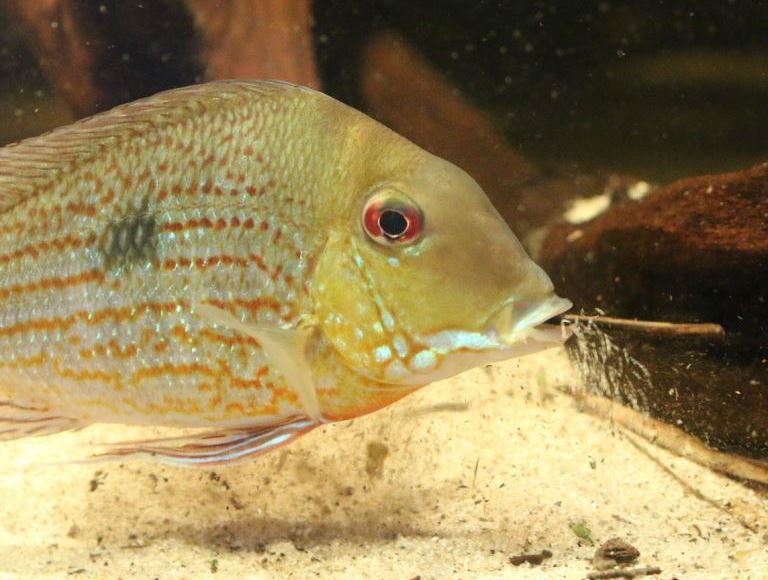 Fish smoking joint