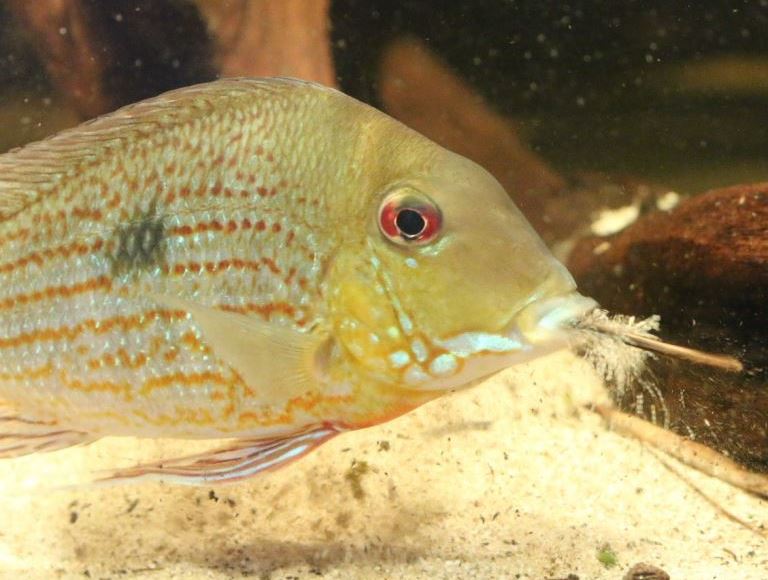 Fish smoking joint