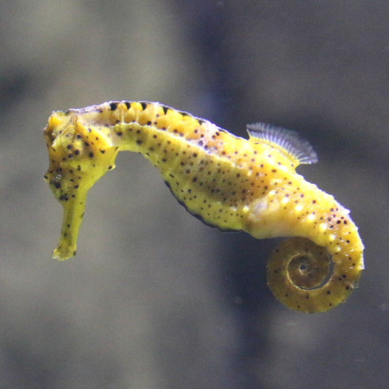 Water jump