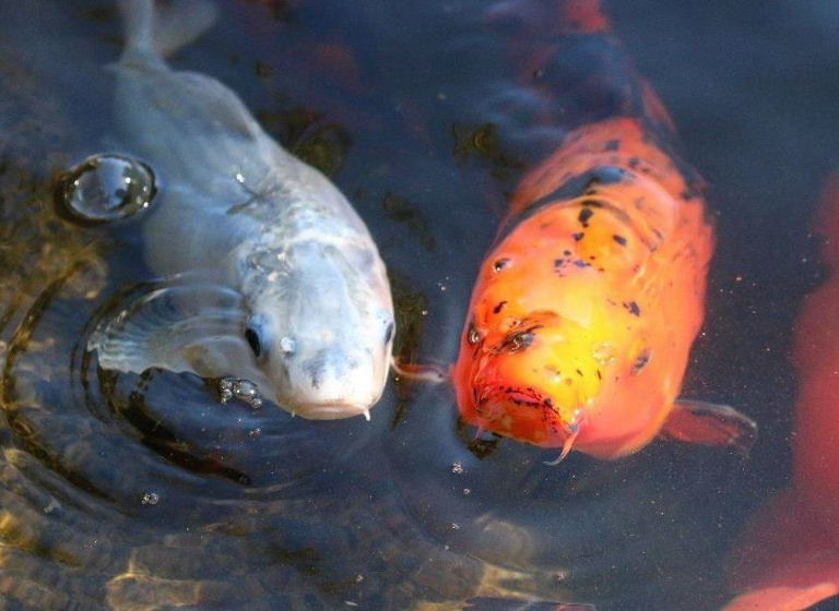 Poisson d'avril