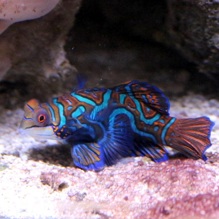 Plaice