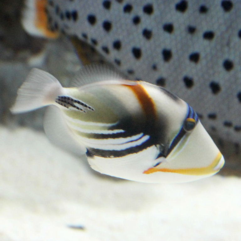 Plaice