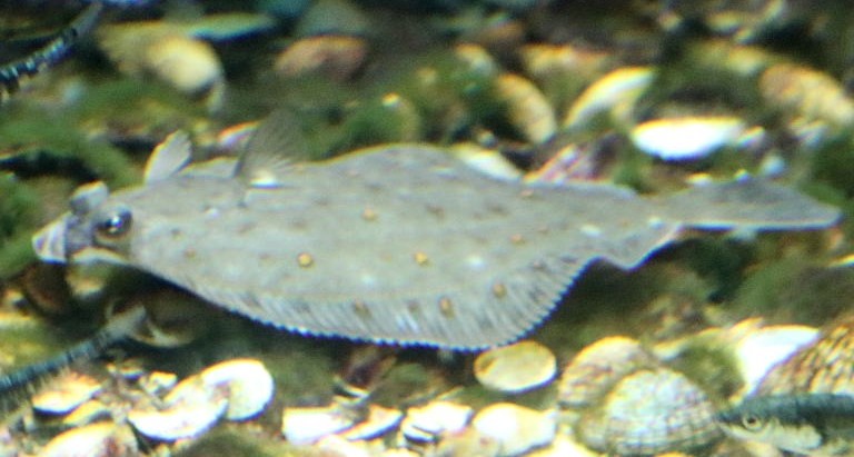 Plaice