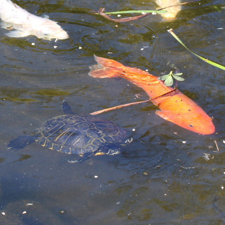 The tortoise and the carp