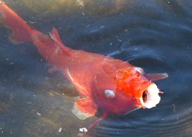 More Fish humour