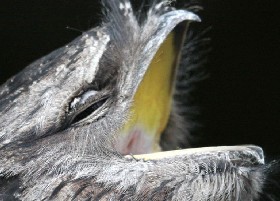 Bird humour