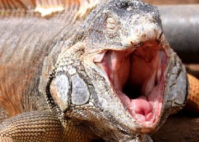 More Reptile humour