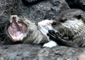 More Mammal humour