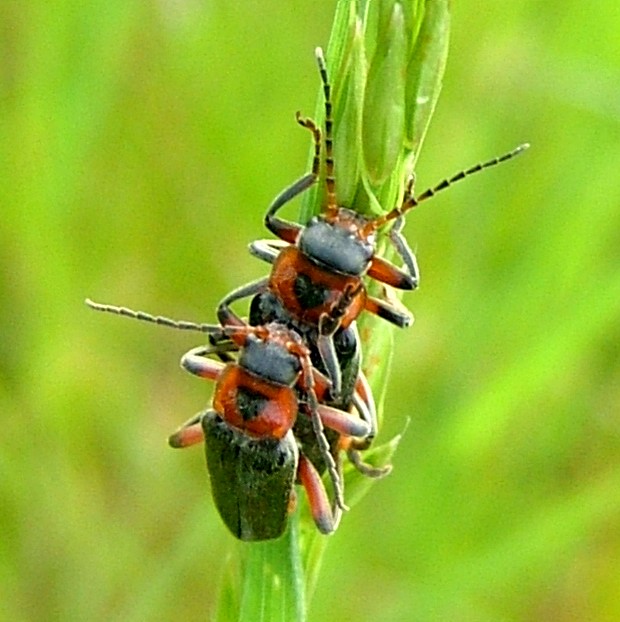 Two hearts beetling as one