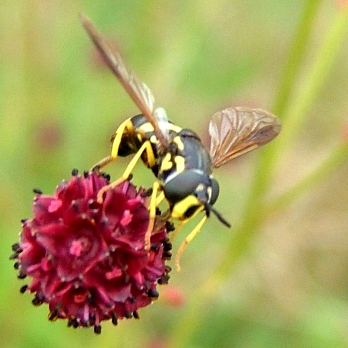 Hoverfly on greater burnet flower