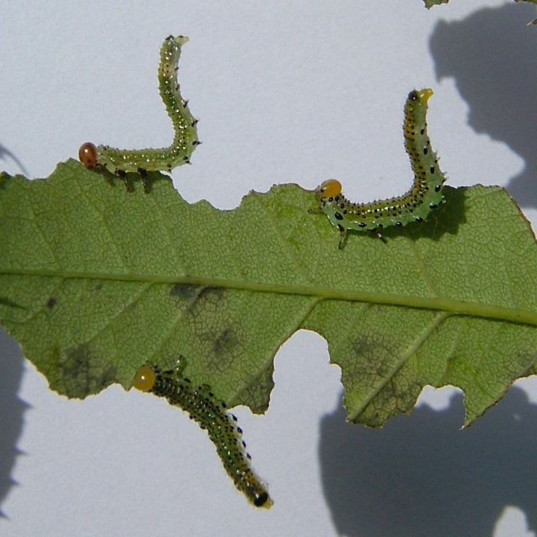 Synchronised sawflies