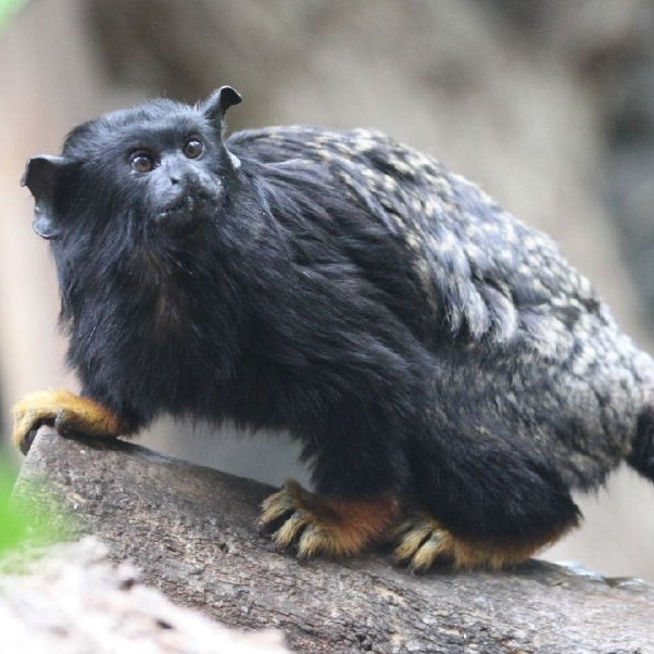 Red-handed Tamarin caught red-handed