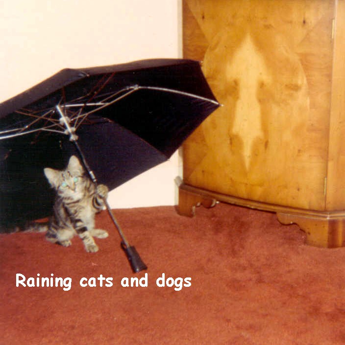 Raining cats and dogs