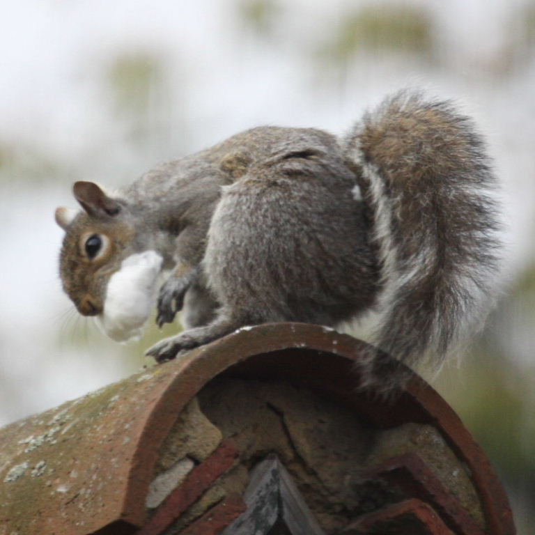 Squirrel claus