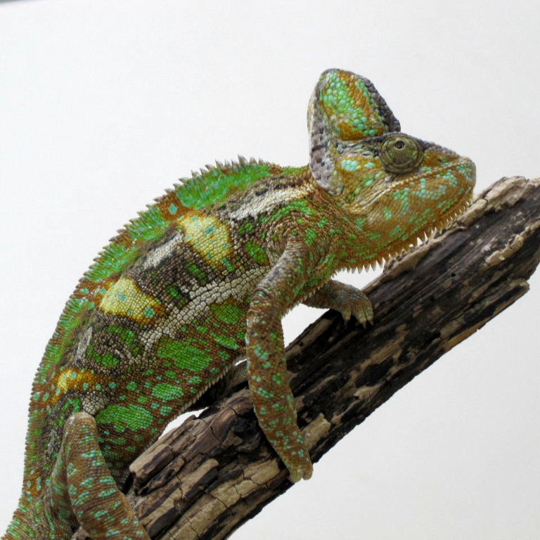 Chameleon with headache