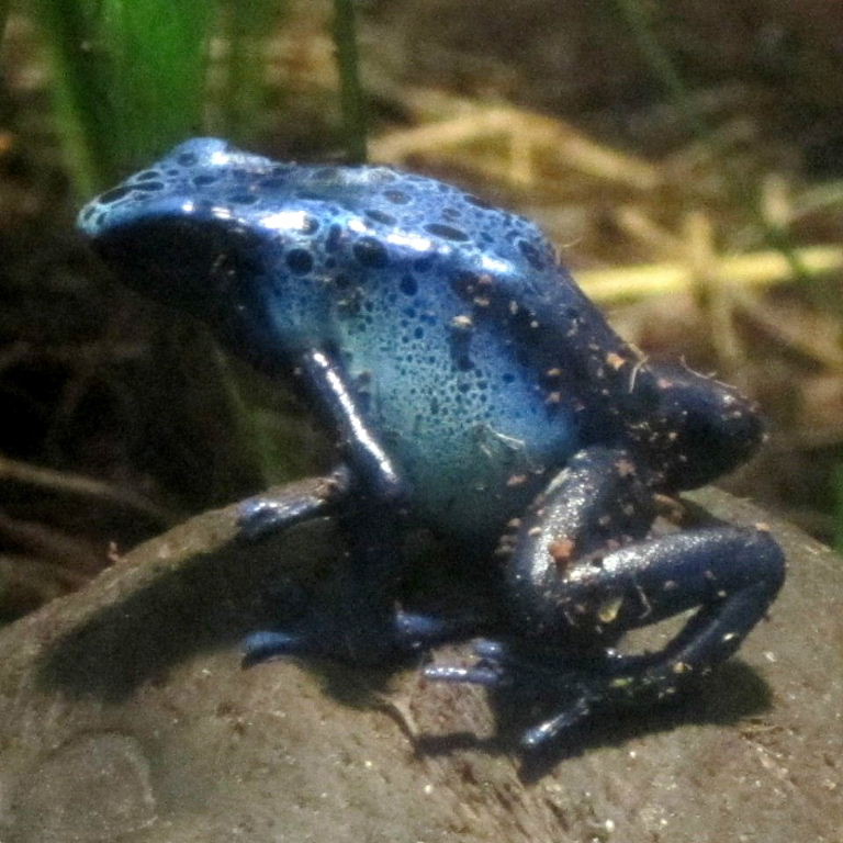 Feeling a little blue