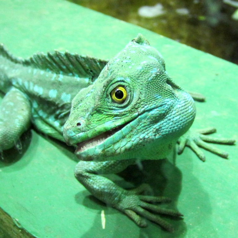 Green Basilisk