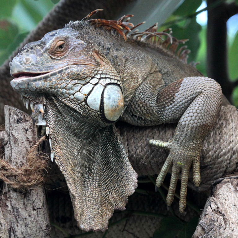 Iguana with spare set of teeth