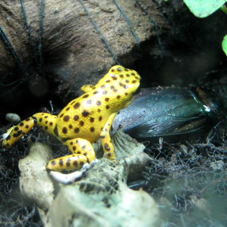 Frog rash