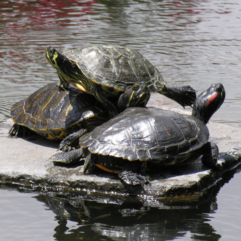 Terrapin pyramid